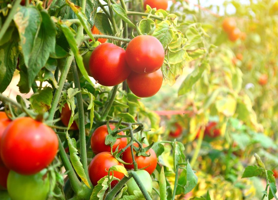 Linea Pomodoro Adama Italia