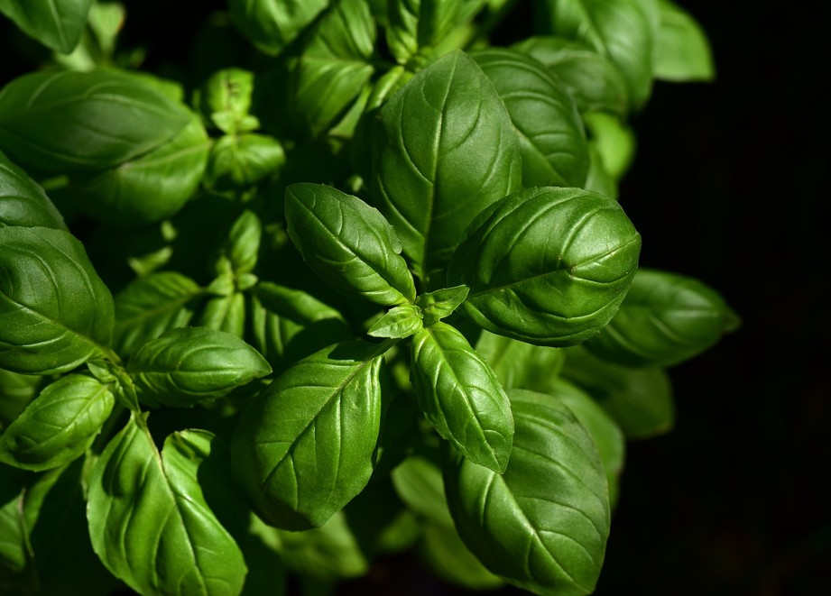 Basilico Agil