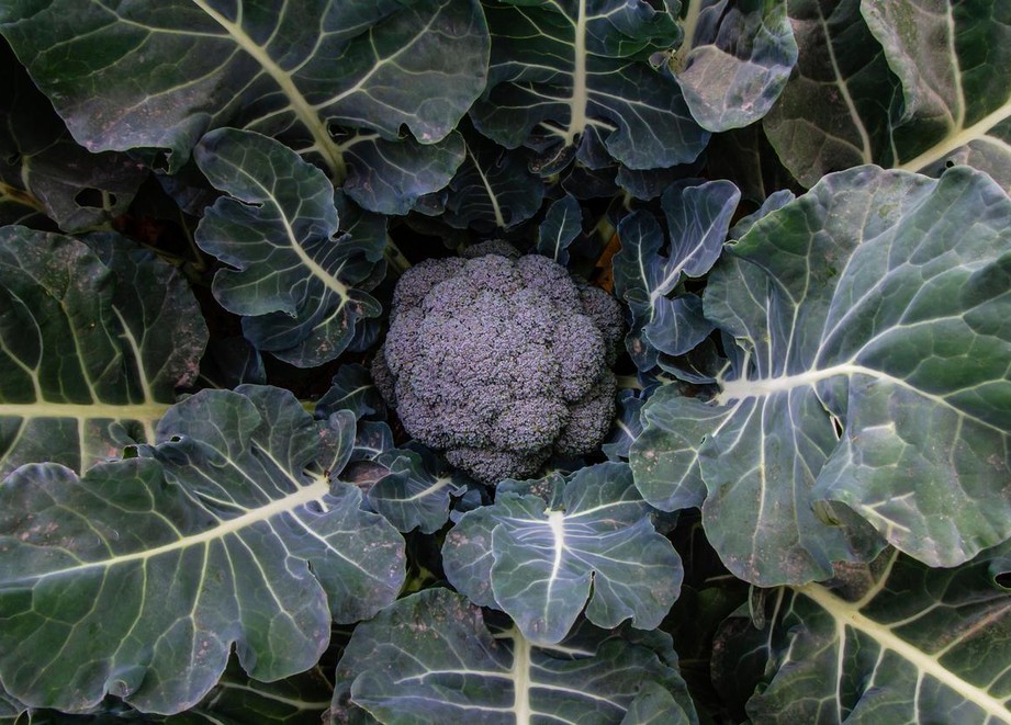 Broccoli Usi Eccezionali Schermo Adama