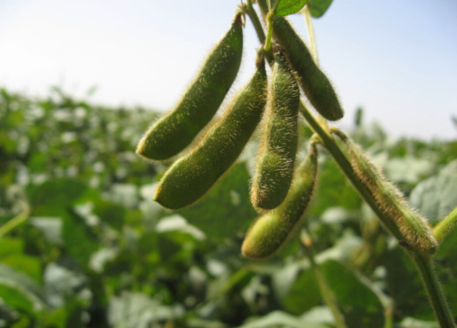 Soybeans