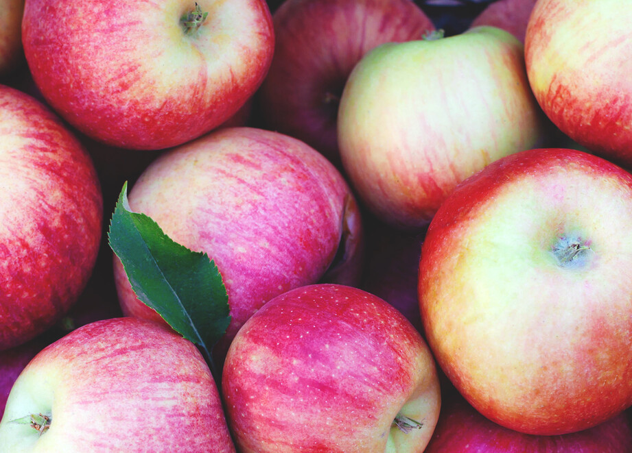 Header Insetticidi Melo 1