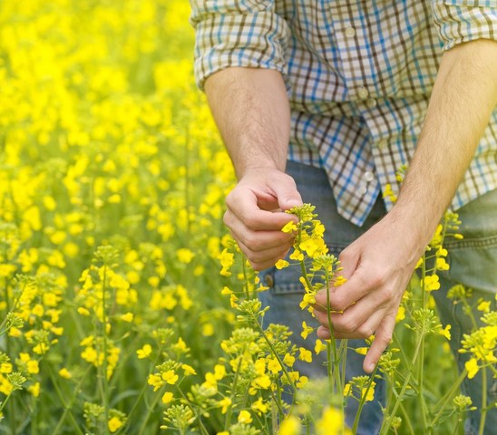 Farmer in Canola Field