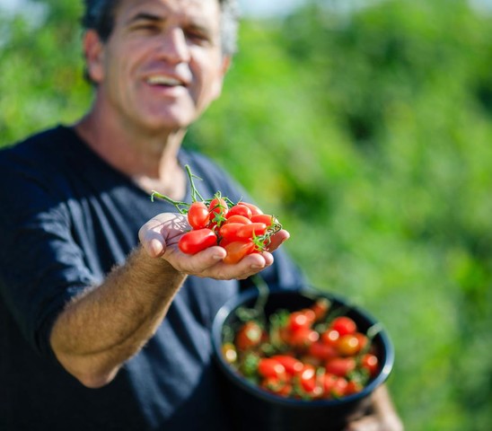 Tomatos Up Close.jpg