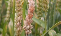 Fusariosi della spiga