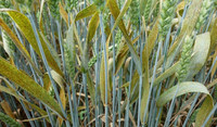 Le malattie funfine più dannose per frumento e cereali
