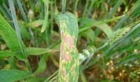 Septoria del grano: patogeni e metodi di difesa