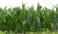 Piante infestanti a foglia stretta del mais ADAMA