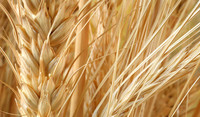 Cereali ADAMA