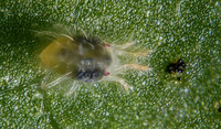 Acaro pomodoro Adama