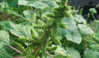 Occhio all’Amaranto_ come gestire le resistenze nella pianta di soia ADAMA