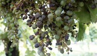 Peronospora della vite ADAMA