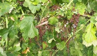 Peronospora della vite la regola dei 3 dieci vale ancora ADAMA