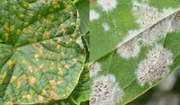Peronospora ADAMA