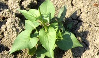 Polygonum aviculare infestante ADAMA
