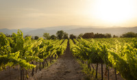 vite-vigneto-viticoltura-vitivinicoltura enovitis adama