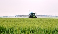 Timeline Trio blocca rapidamente la crescita delle infestanti liberando la coltura dalla competizione con queste ultime, con conseguente incremento delle rese e qualità della produzione - Fonte foto: © Adama