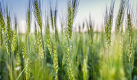 grano duro frumento duro verde cereali Adama Italia Stavento