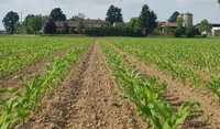Schermo 0.5 G agisce per contatto, ingestione e repellenza sugli insetti target - Fonte foto: Adama