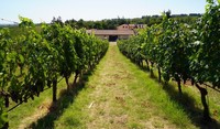 vigneto vitigno vite sangiovese integrato Adama Mavrik Smart