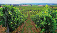 Enovitis in campo 2023 Franciacorta