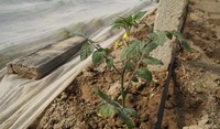 pomodoro ciliegino pomodori ortaggi orticole serra adama