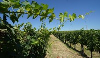 Adama sarà partner di FederBio Servizi che organizza Enovitis in Campo Bio, una sezione interamente dedicata al mondo della viticoltura biologica (Foto di archivio) - Fonte foto: © Agronotizie