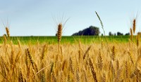 campo agricoltura frumento grano cereali Stopper P Adama Italia © Emoji Smileys People - Adobe Stock