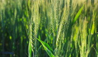 spighe grano verdi Adama Italia Linea Cereali