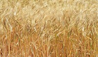 grano frumento Adama