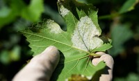 Peronospora della vite