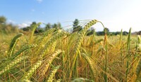 Maganic® è particolarmente efficace contro le malattie fungine della spiga