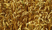 Wheat