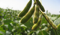 Soybeans