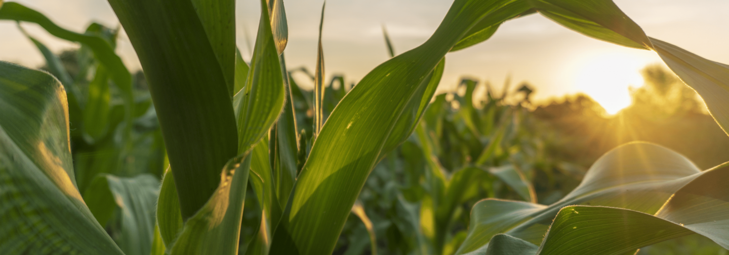 CORN FIELD
