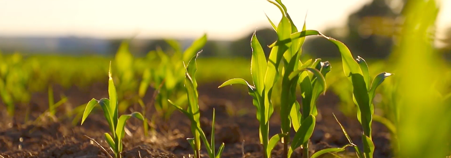 CORN FIELD2