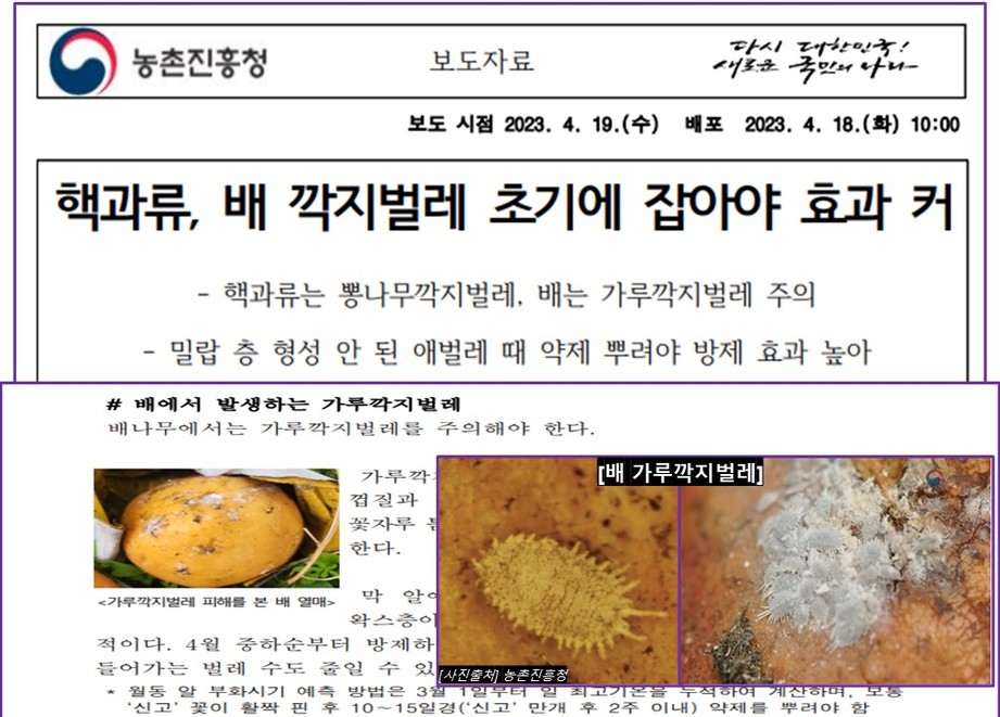 깍지벌레