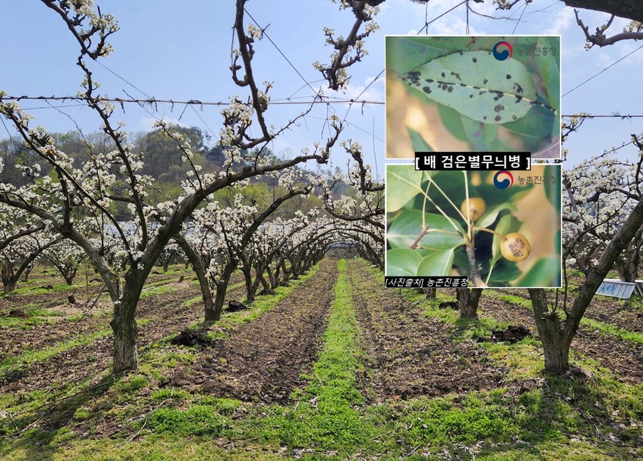 검은별무늬병