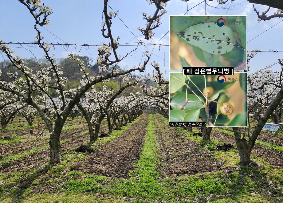 검은별무늬병