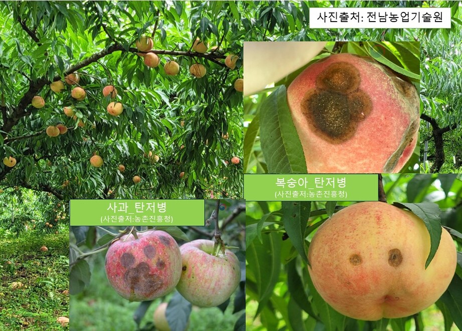 탄저병