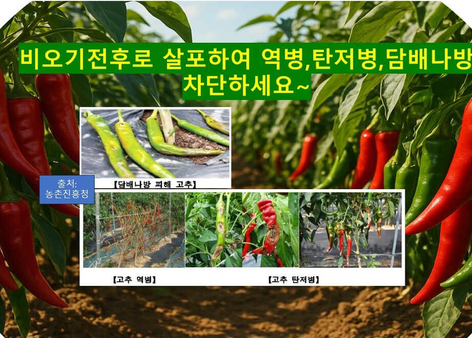 고추 역병탄저병담배나방