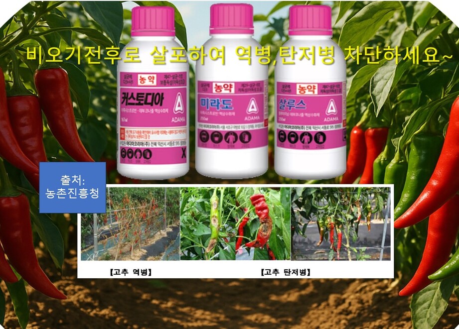 고추 역병탄저병