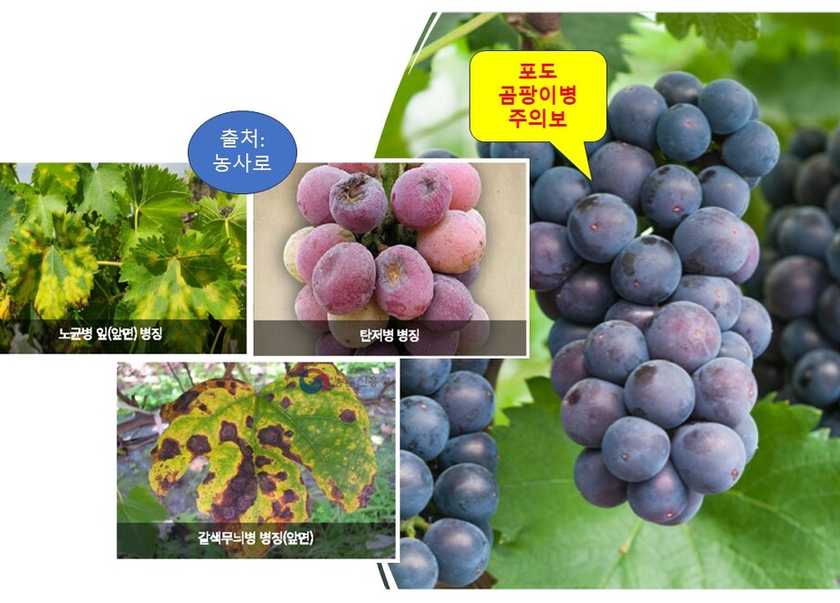 포도 곰팡이병