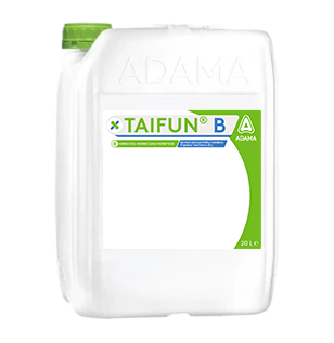 Taifun B