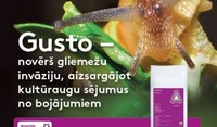 Gusto