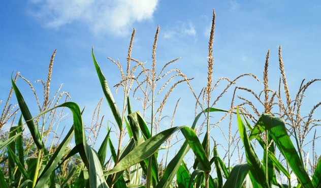 nicogan-media highlight