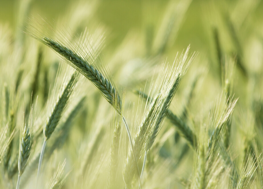 Wheat