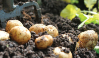 potatoes