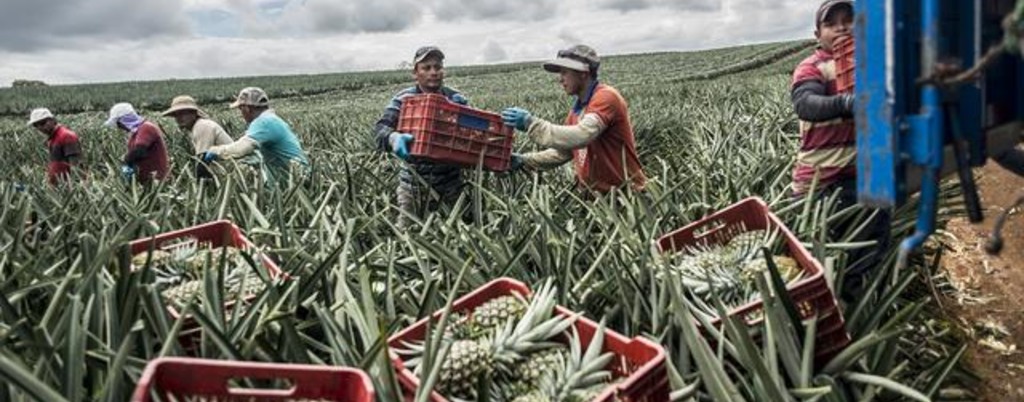 piñas