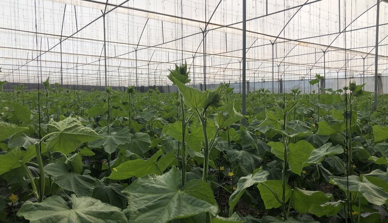 evaluación de cultivo