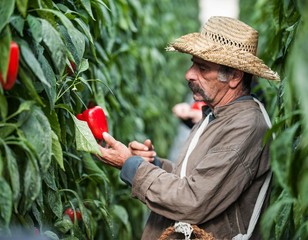 farmer